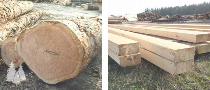 Køb & salg af træ | Opkøb af træ